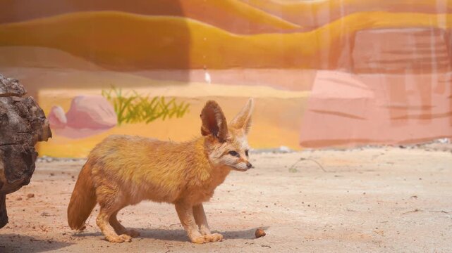 Fennec Fox Standing in a Desert Enclosure with Painted Background