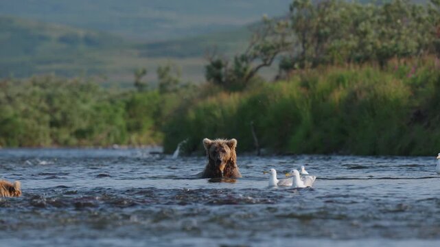 A brown bear, also known as a grizzly bear walking through the rivers in Alaska, hunting red sockeye salmon to build up fat for hibernation in the winter