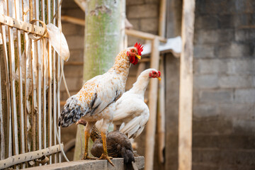 Low angle shot of a young rooster standing alertly outside a traditional bamboo cage. © Share