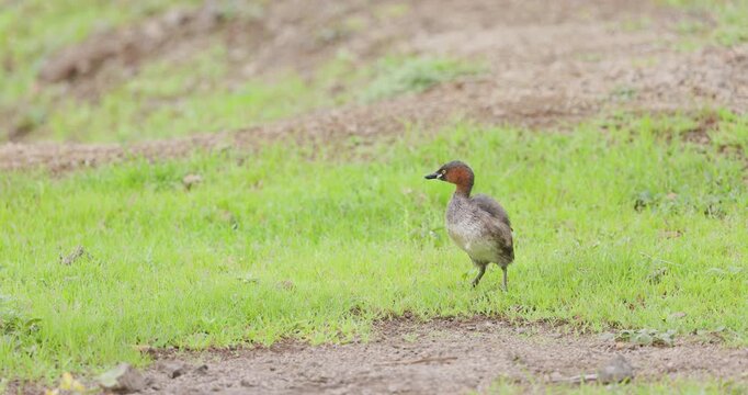 Rare: Little Grebe preens chestnut feathers on wet lake bank in morning monsoon sun; slow motion bird