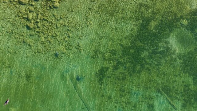 Aerial view of Mergansers swimming underwater in search of food