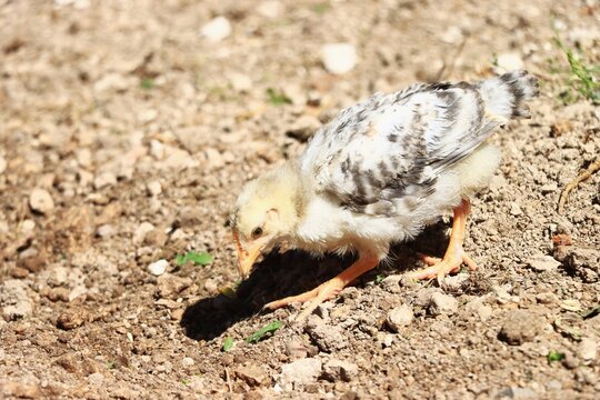 Young chicken pecking at the ground in a dirt yard. Free range poultry and natural foraging. Farm animal care and sustainable agriculture. Rural livestock and food production.