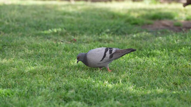 Gray Pigeon Searching for Food on Green Grass