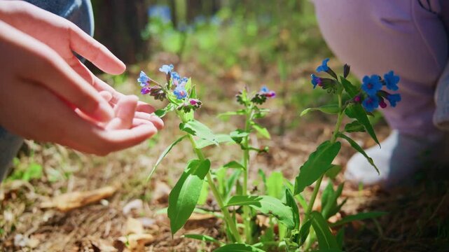 Two hands gently touch delicate blue flowers in a sunlit forest. Child and adult lean close, sharing wonder over nature's small beauty. Soft light highlights green leaves and earthy forest floor