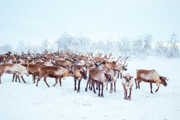 A herd of reindeer wanders through a snowy forest. © lizavetta