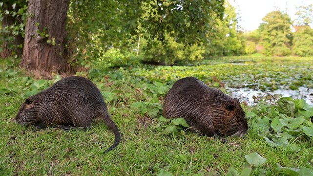Nutria river rats eating grass on meadow, coypu herbivorous, semiaquatic rodent, Myocastoridae at water pond, wildlife animal, habitat wetland 