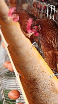 Brown egg laying hens eat grain feed inside wire cages on a commercial poultry farm, producing fresh organic eggs for sustainable agriculture, food production, and livestock farming industry