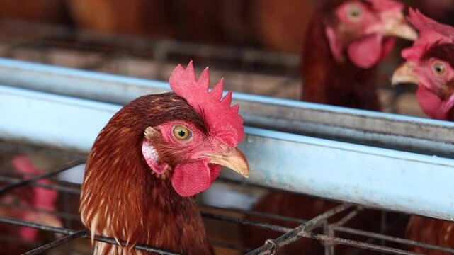 Brown egg laying hens with red combs inside wire cages on a commercial poultry farm, representing industrial agriculture, livestock farming, and egg production