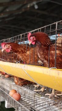 Brown egg laying hens eat grain feed inside wire cages on a commercial poultry farm, producing fresh organic eggs for sustainable agriculture, food production, and livestock farming industry