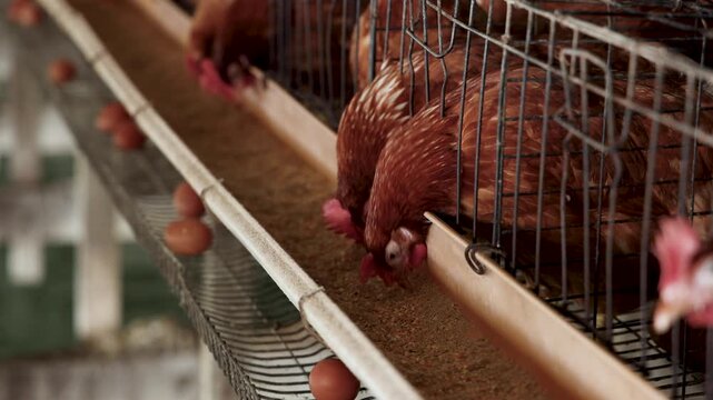 Brown egg laying hens eat grain feed from a trough in wire cages on a commercial poultry farm, producing fresh organic eggs for sustainable agriculture, food production, and livestock farming