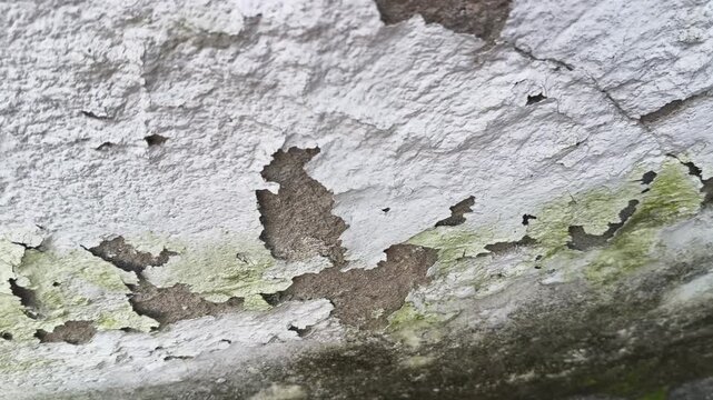 Damaged plaster wall with cracks and peeling paint. Close-up of a severely damaged, aged plaster wall. Heavy cracks and large areas of peeling and spalling paint layers are prominent across.