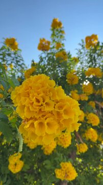 Tecoma stans blooms with bright yellow bell flowers, their ruffled trumpet forms prominent among leafy branches. Yellow elder grows outdoors beneath blue sky, with sunlight highlighting blossoms.
