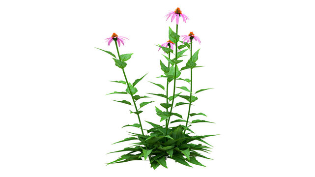 Vibrant purple coneflower plant transparent background for use in digital collages and educational materials about flora.