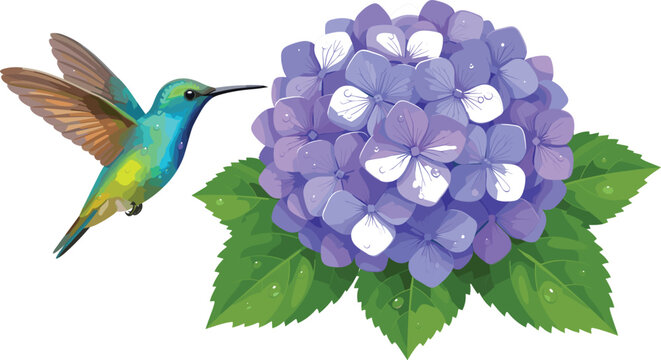 Beautiful colorful hummingbird flying near a purple hydrangea flower blossom with green leaves vector illustration isolated on white