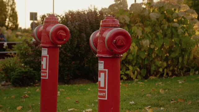 Two fire hydrants stand among plants in a public garden. The sun sets, casting a warm light. The area is surrounded by greenery and trees.
