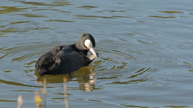 Coot (Fulica atra) preening its feathers on a lake. October, Kent, UK [Slow motion x4]