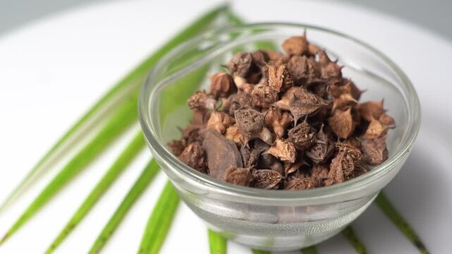 Gokhru &ndash; Tribulus Terrestris, Traditional Indian Ayurvedic Herb Known for Its Spiny Fruits, Herbal Wellness Uses and Botanical Importance