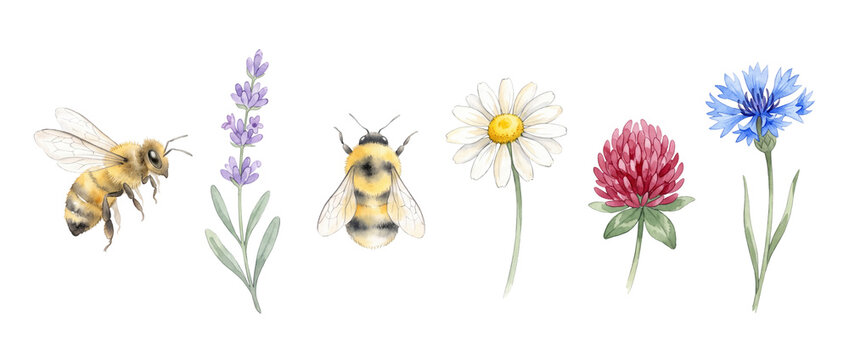 Watercolor bees meadow wildflowers set isolated on black background botanical illustration featuring flying honeybee bumblebee lavender daisy red clover cornflower spring nature floral clip art elemen