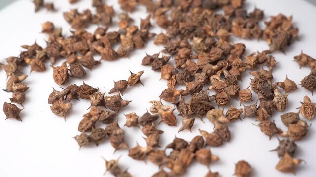 Gokhru &ndash; Tribulus Terrestris, Traditional Indian Ayurvedic Herb Known for Its Spiny Fruits, Herbal Wellness Uses and Botanical Importance