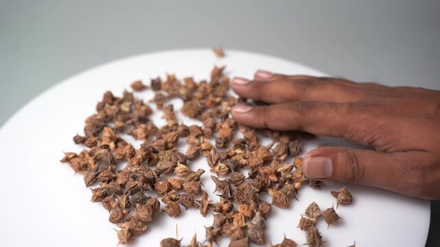 Gokhru &ndash; Tribulus Terrestris, Traditional Indian Ayurvedic Herb Known for Its Spiny Fruits, Herbal Wellness Uses and Botanical Importance