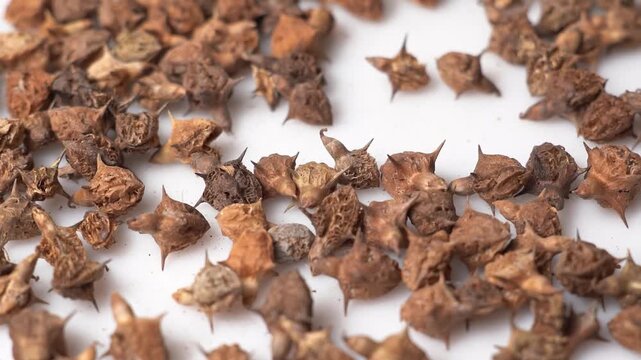 Gokhru &ndash; Tribulus Terrestris, Traditional Indian Ayurvedic Herb Known for Its Spiny Fruits, Herbal Wellness Uses and Botanical Importance