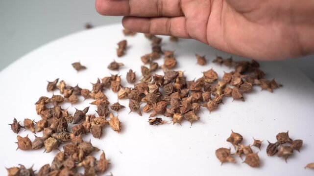 Gokhru &ndash; Tribulus Terrestris, Traditional Indian Ayurvedic Herb Known for Its Spiny Fruits, Herbal Wellness Uses and Botanical Importance