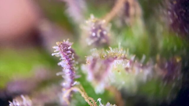 Great Cannabis plant trichomes close up, indicating peak maturity for harvest. Concept of quality, cultivation, and legal cannabis.