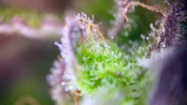 Smooth Cannabis plant trichomes close up, indicating peak maturity for harvest. Concept of quality, cultivation, and legal cannabis.