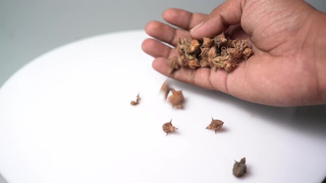 Gokhru &ndash; Tribulus Terrestris, Traditional Indian Ayurvedic Herb Known for Its Spiny Fruits, Herbal Wellness Uses and Botanical Importance