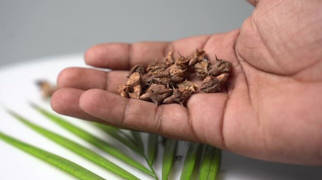 Gokhru &ndash; Tribulus Terrestris, Traditional Indian Ayurvedic Herb Known for Its Spiny Fruits, Herbal Wellness Uses and Botanical Importance