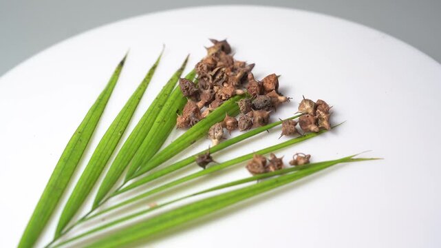 Gokhru &ndash; Tribulus Terrestris, Traditional Indian Ayurvedic Herb Known for Its Spiny Fruits, Herbal Wellness Uses and Botanical Importance