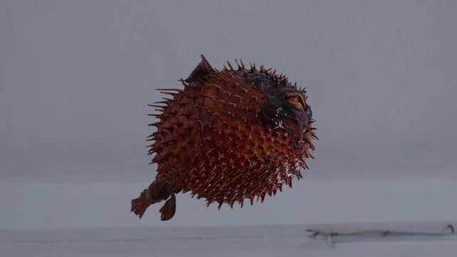 Low angle view looking up at a dried and inflated brown porcupine pufferfish covered in spikes hanging from a white ceiling.