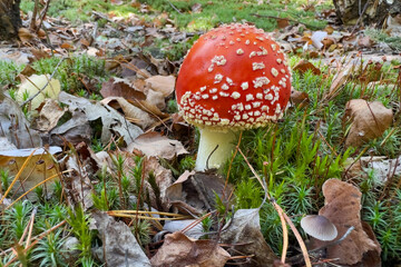 Red fly agaric mushroom among moss in forest, close-up © An-T