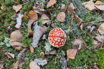 Red fly agaric mushroom among moss in forest, top view © An-T