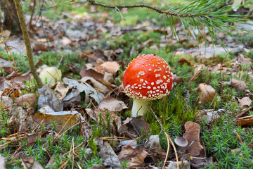 Red fly agaric mushroom among moss in forest, side view © An-T