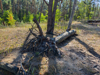 Section of forest with uprooted old pine at sunny day © An-T