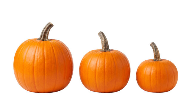 Three Orange Pumpkins Isolated on White Background for Autumn Sale Banner and Thanksgiving Graphic Design