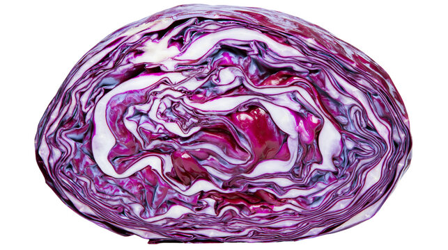 Isolated fresh red cabbage cut in half revealing beautiful natural violet patterns inside