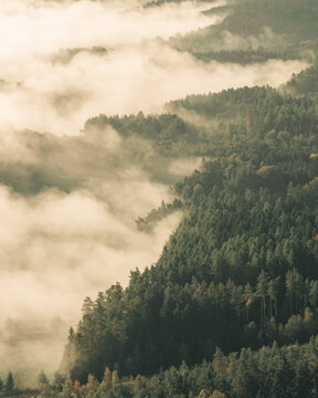 Aerial view of a dense forest partially obscured by thick morning mist, with treetops emerging through the fog in Hrebec, Central Bohemian Region, Czechia.