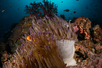 Magnificent Sea Anemone (Radianthus magnifica) with its resident anemonefish on the Magic Mountain divsite, Raja Ampat region, Indonesia © timsimages.uk