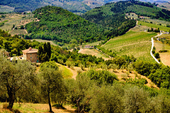 Hills in Tuscany near Artimino with olive trees