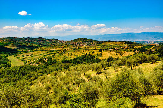 Hills in Tuscany near Artimino with olive trees