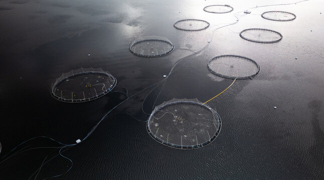 Aerial view of a salmon fish farm with circular pens floating in the calm water of a loch in Ardgour, Scotland, United Kingdom.