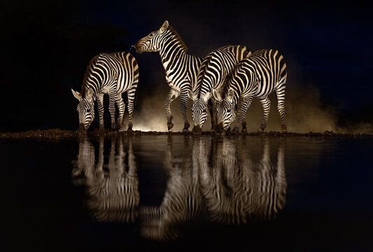 A herd of Grant's zebras, Equus quagga boehmi, drinking from a waterhole at night. Dramatic striped reflections, soft dust, and dark natural surroundings. One animal has been spooked by a noise.