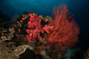 Cherry Blossom Coral (Siphonogorgia godeffroyi) and Gorgonian fan corals in the Raja Amapt area, Indonesia © timsimages.uk