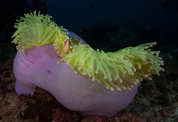 Magnificent Sea Anemone (Radianthus magnifica) and its resident Pink Anemonefish (Amphiprion perideraion) on the Juliet divesite, Raja Ampat area, Indonesia © timsimages.uk