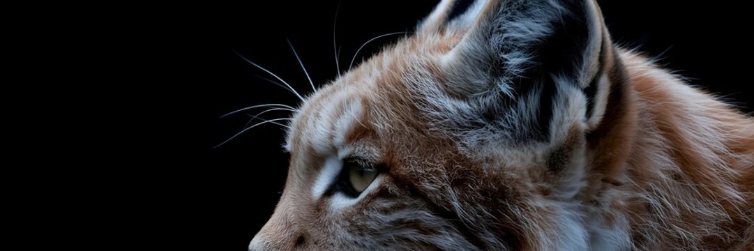 Wild lynx cat head profile portrait close up for predatory wildlife and endangered species visual displays