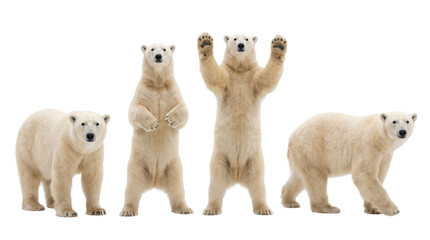 Set of Polar Bear Poses Isolated on White Background for Wildlife Campaign Banner and Climate Change Education Design © MW Studio 