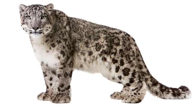 Isolated snow leopard looking at camera with striking gray fur and long tail.