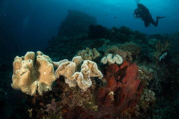 Exploring the reefs at Misool, Raja Ampat region, Indonesia © timsimages.uk